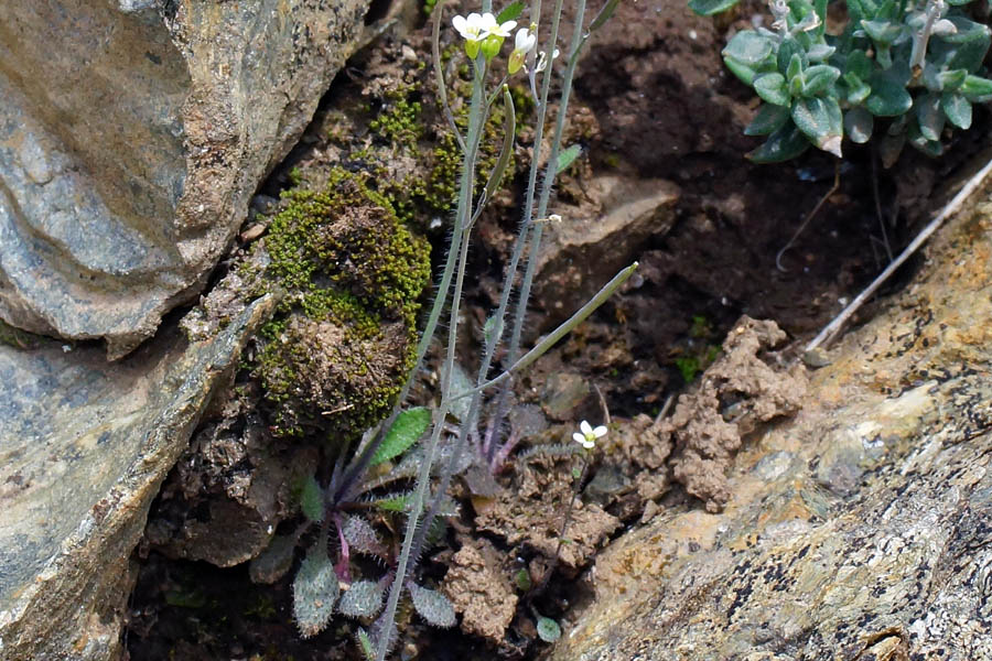 Arabidopsis thaliana / Arabetta comune